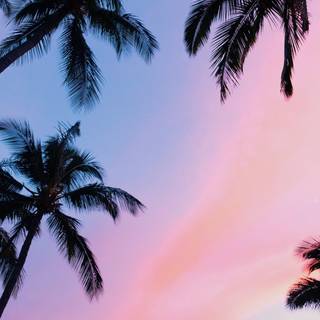 Summer iPhone 8 Plus wallpaper