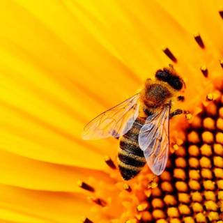 Summer bees wallpaper