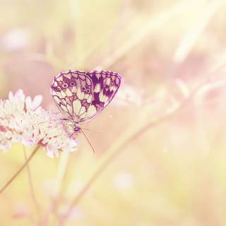 Summer butterfly wallpaper
