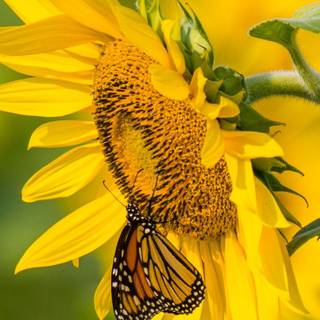 Summer butterfly wallpaper