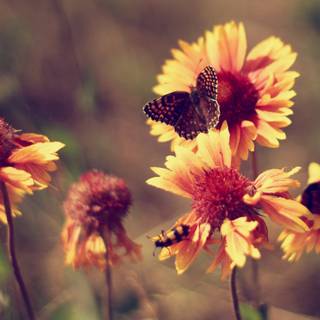 Summer butterfly wallpaper