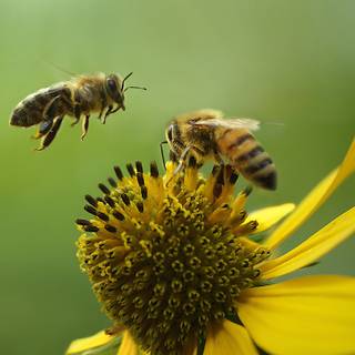 Summer bees wallpaper