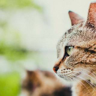 Summer cute cats wallpaper