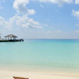 Summer iPhone 8 Plus wallpaper