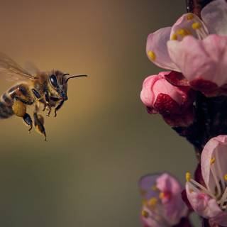 Summer bees wallpaper