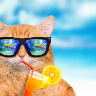 Summer cute cats wallpaper