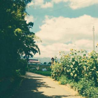 Summer iPhone 8 Plus wallpaper