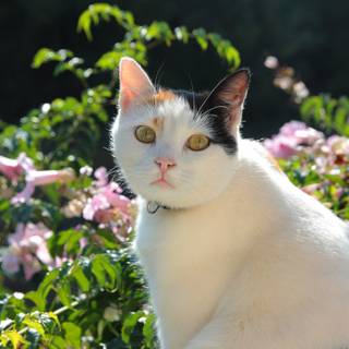 Summer cute cats wallpaper