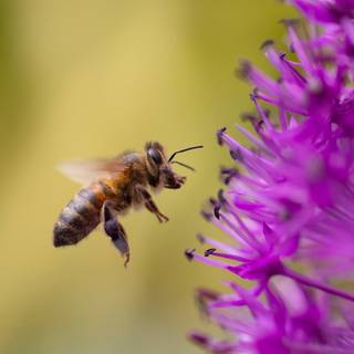 Summer bees wallpaper