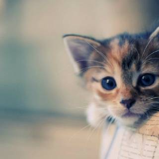 Summer cute cats wallpaper