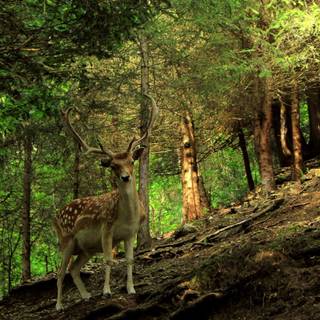 Summer forest animals wallpaper