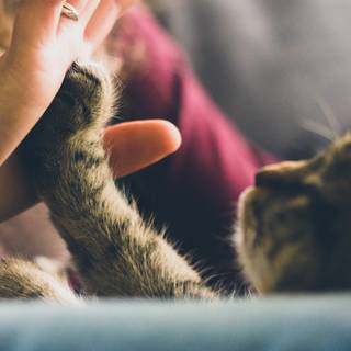 Summer cute cats wallpaper