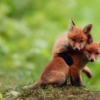 Summer forest animals wallpaper