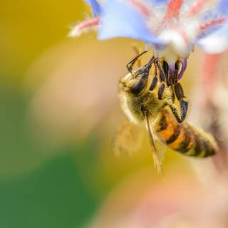 Summer bees wallpaper