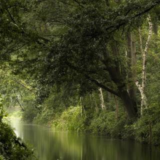 Summer forest animals wallpaper