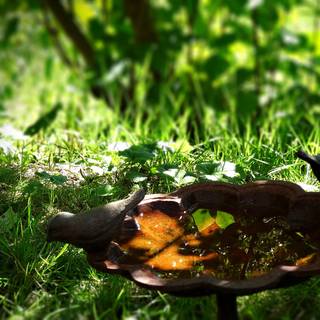 Summer forest animals wallpaper