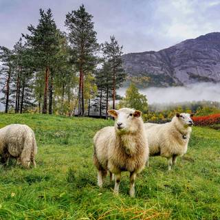 Summer forest animals wallpaper