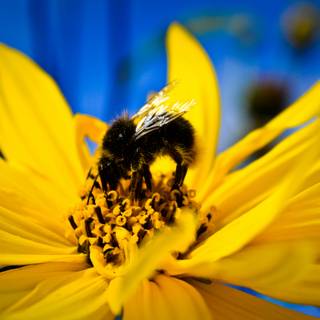 Summer bees wallpaper