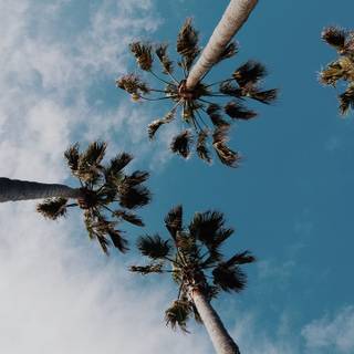 Summer iPhone 8 Plus wallpaper