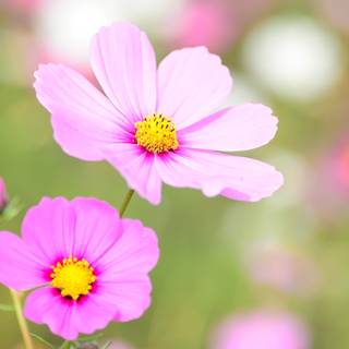 Ultra flower bloom wallpaper