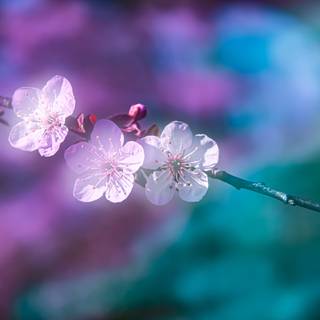 Ultra flower bloom wallpaper