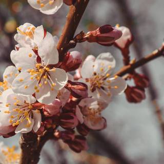 Ultra flower bloom wallpaper