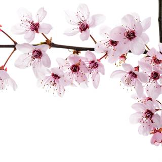 Ultra flower bloom wallpaper