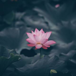 Ultra flower bloom wallpaper