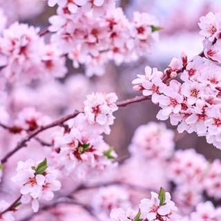 Ultra flower bloom wallpaper