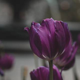 Ultra flower bloom wallpaper