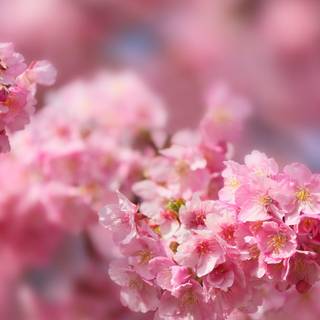 Ultra flower bloom wallpaper