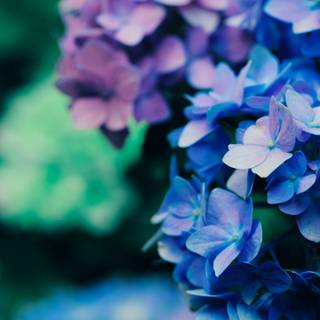 Ultra flower bloom wallpaper