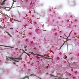 Ultra flower bloom wallpaper