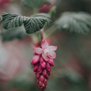 Ultra flower bloom wallpaper