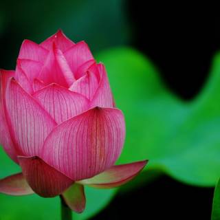 Ultra flower bloom wallpaper