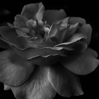 Ultra flower bloom wallpaper