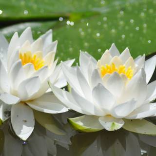 Ultra flower bloom wallpaper