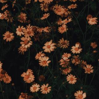 Ultra flower bloom wallpaper