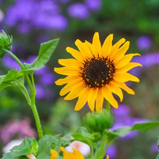 Ultra flower bloom wallpaper