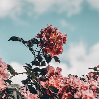 Ultra flower bloom wallpaper