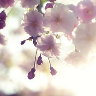 Ultra flower bloom wallpaper