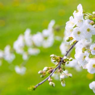 Ultra flower bloom wallpaper