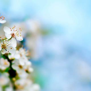 Ultra flower bloom wallpaper