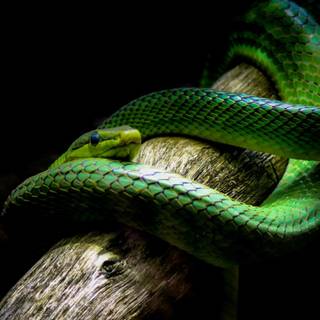 Snake phone wallpaper