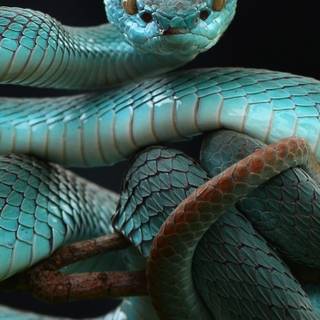 Snake phone wallpaper