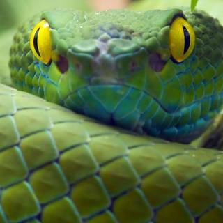 Snake phone wallpaper