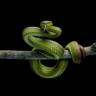 Snake phone wallpaper