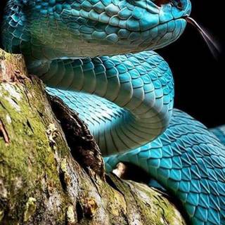 Snake phone wallpaper