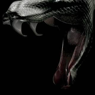 Snake phone wallpaper