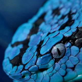 Snake phone wallpaper